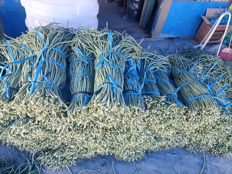 加工厂市场山东菏泽豆角大量上市中，精品豆角豇豆，需要联系