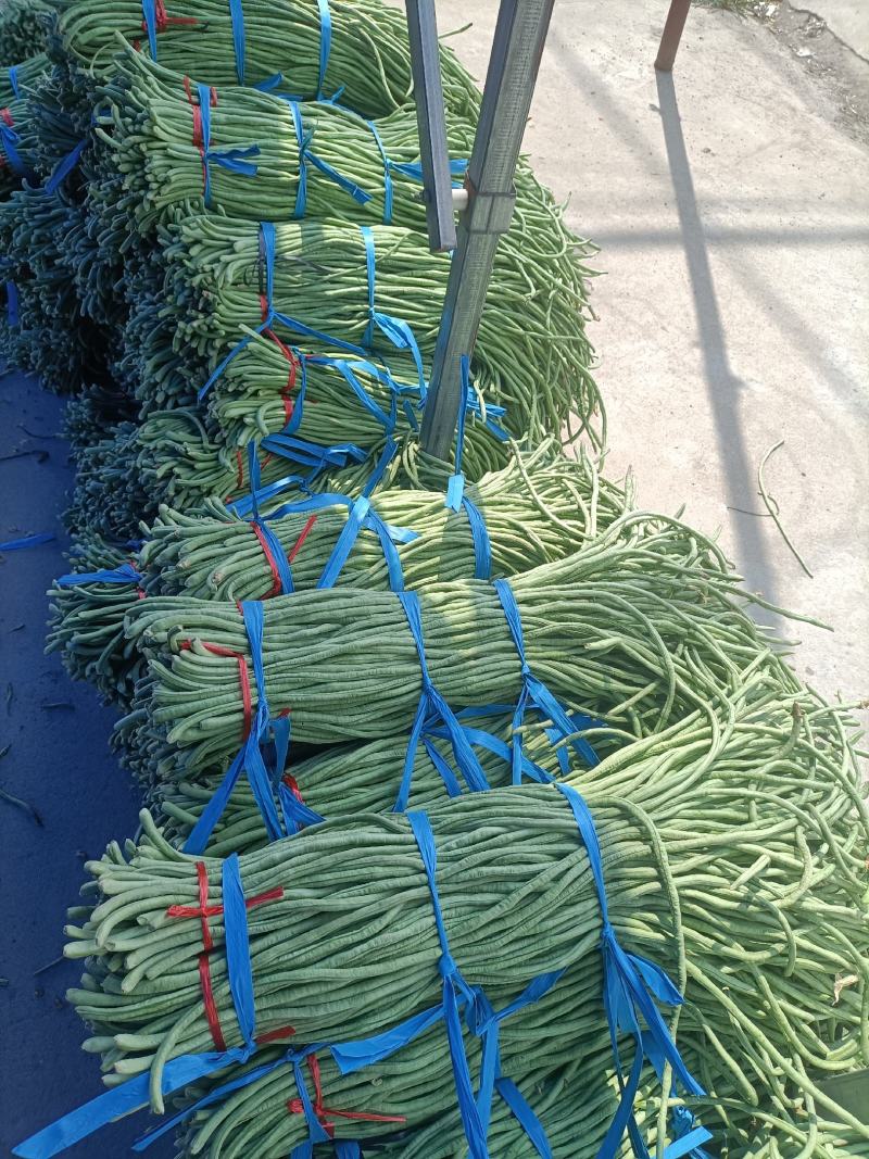 加工厂市场山东菏泽豆角大量上市中，精品豆角豇豆，需要联系