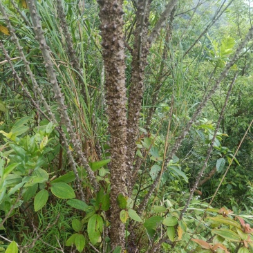 飞龙掌血大量出售