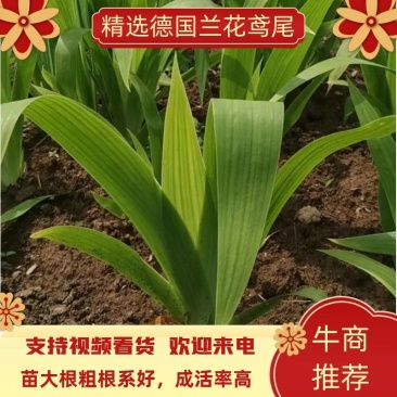 兰花鸢尾（蝴蝶兰、德国兰花鸢尾）可视频看货