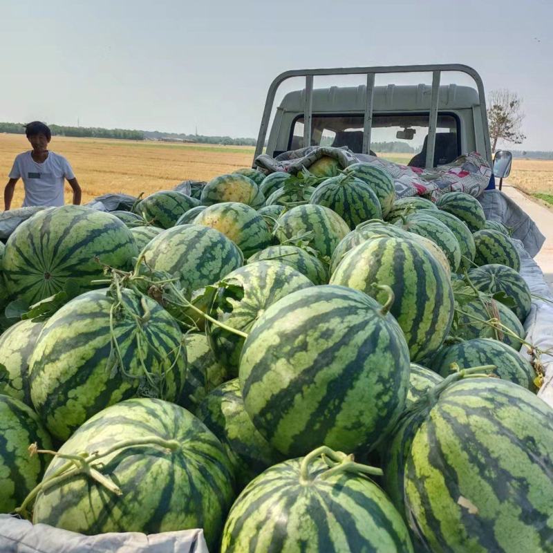 西瓜基地大量有货，自生苗西瓜