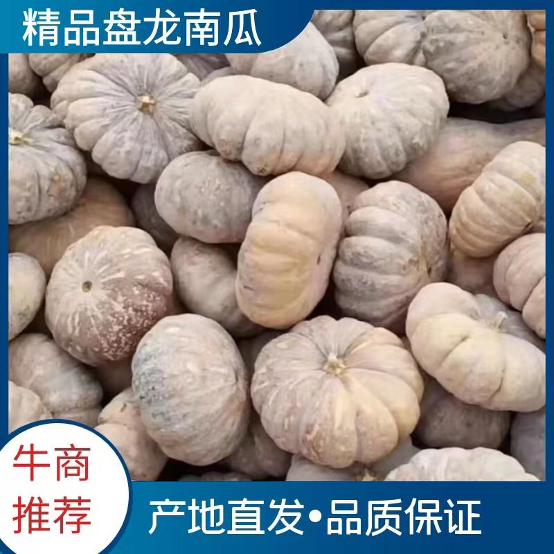 磨盘南瓜盘龙204火热供货，一手货源，基地发货，视频看货
