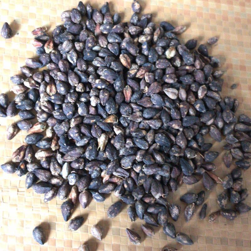 苦荞麦黑苦荞甜苦荞麦酿酒用荞麦炒茶用荞麦用作泡茶味道香