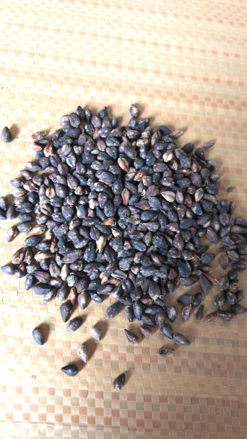 苦荞麦黑苦荞甜苦荞麦酿酒用荞麦炒茶用荞麦用作泡茶味道香