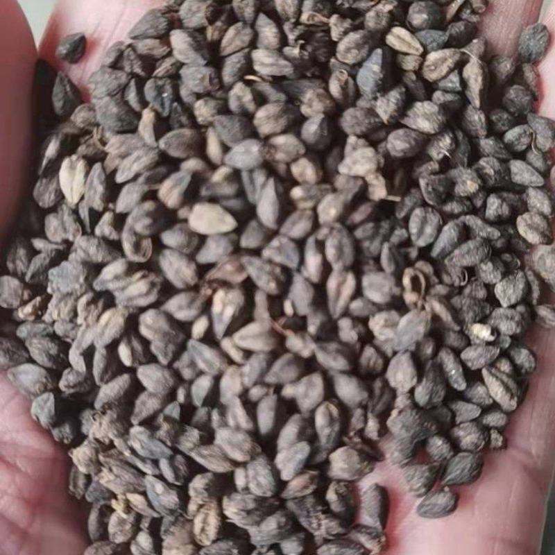 灰苦荞麦甜苦荞麦用荞麦炒茶用荞麦用作泡茶味道香䣩