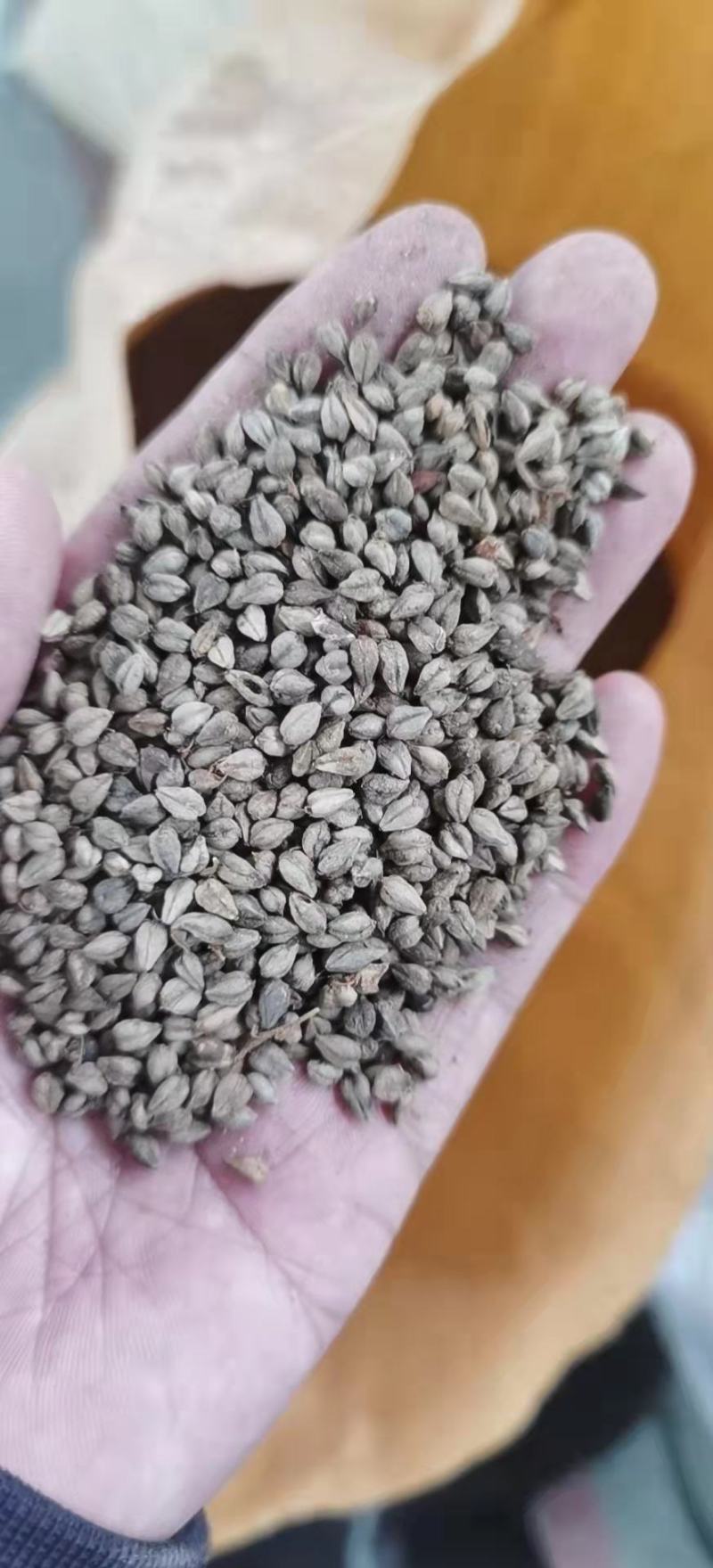 灰苦荞麦甜苦荞麦用荞麦炒茶用荞麦用作泡茶味道香䣩