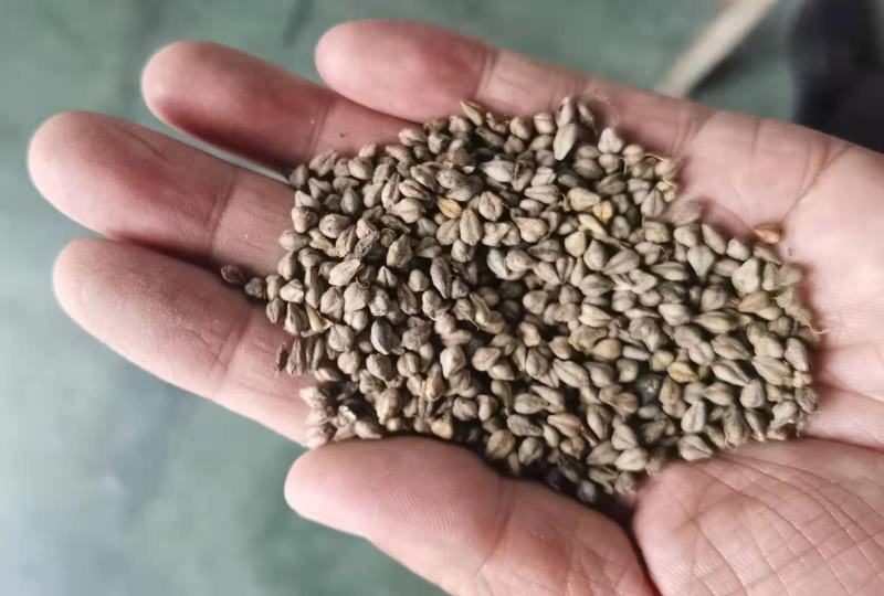 灰苦荞麦甜苦荞麦用荞麦炒茶用荞麦用作泡茶味道香䣩