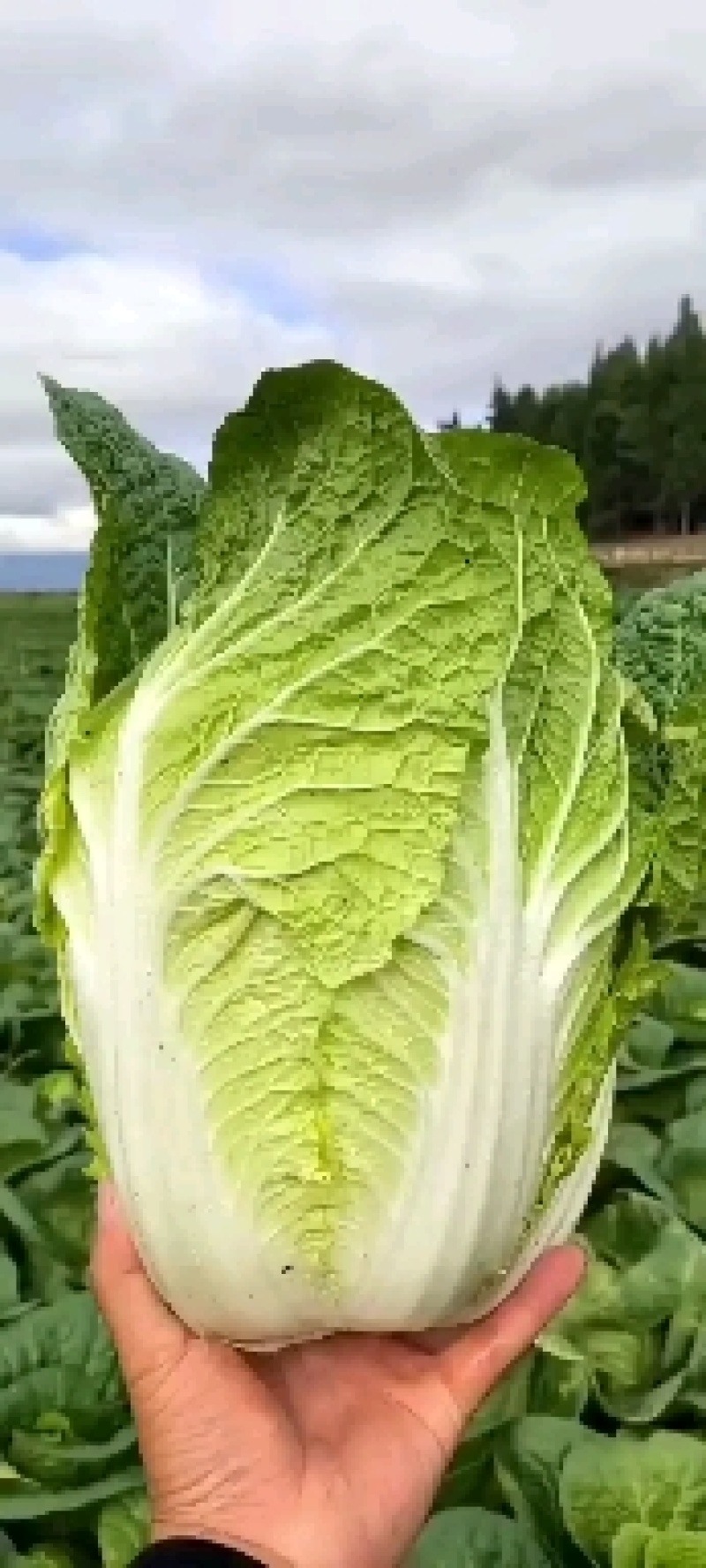 精品大白菜，黄心大白菜包头好个头大质量保证全国发货原产地