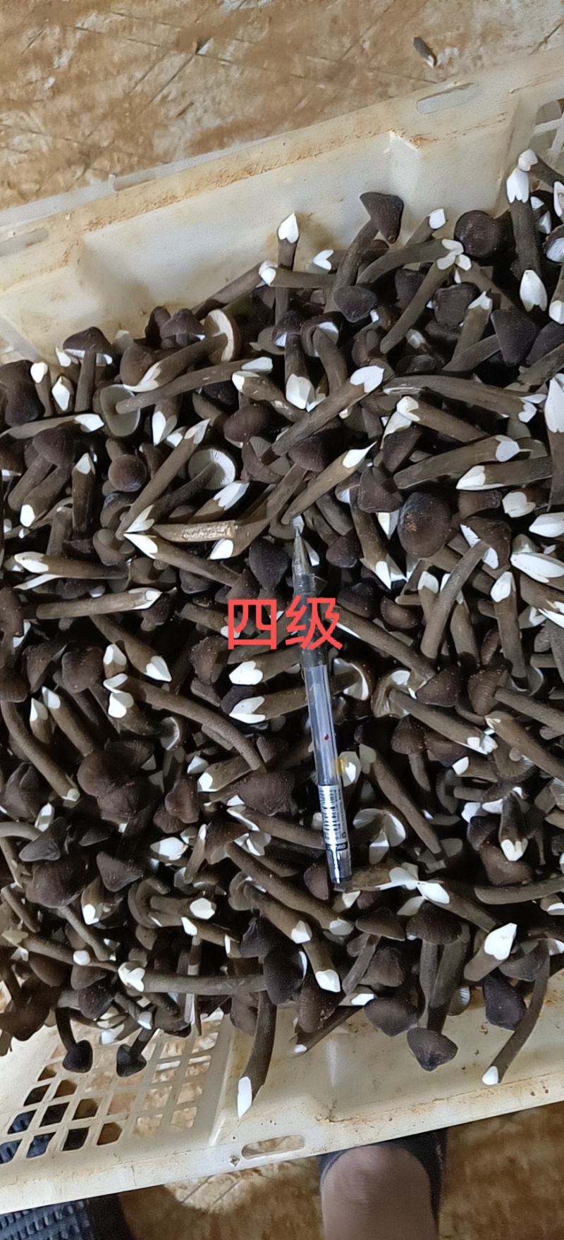 黑皮鸡枞产地直销15274601238