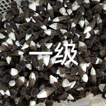 黑皮鸡枞产地直销15274601238