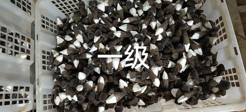 黑皮鸡枞产地直销15274601238