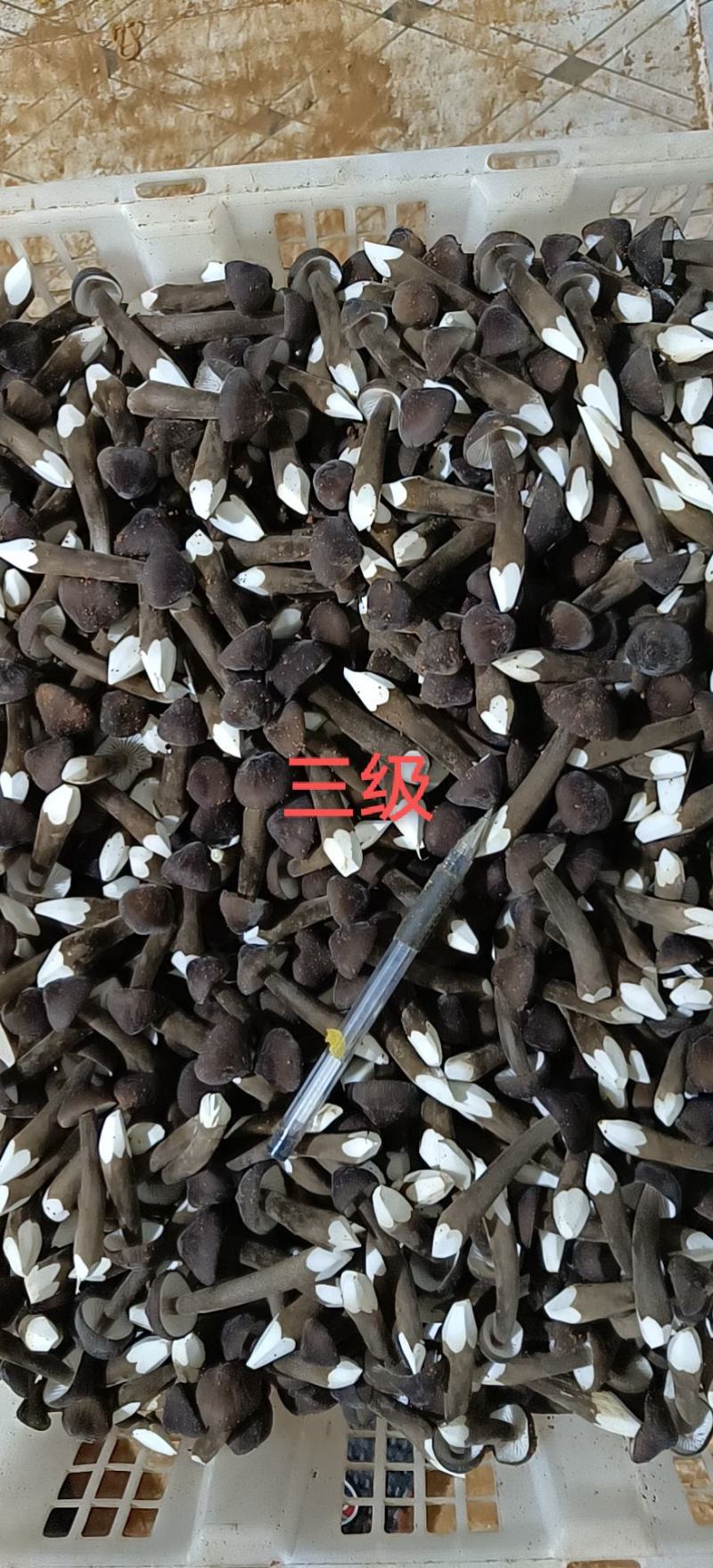 黑皮鸡枞产地直销15274601238