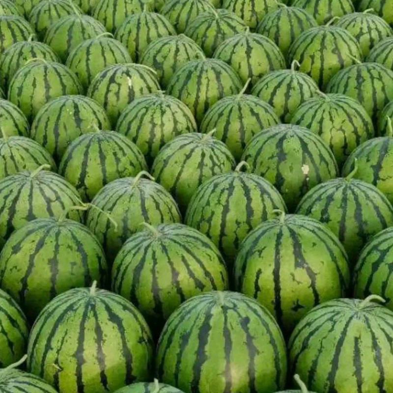 吉林庆红999大量上市，口感好，发货出现质量问题，退全款