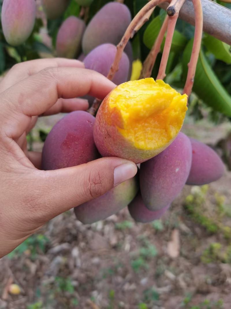 贵妃芒果大量批发，一件代发皮质优良口感香甜爆汁