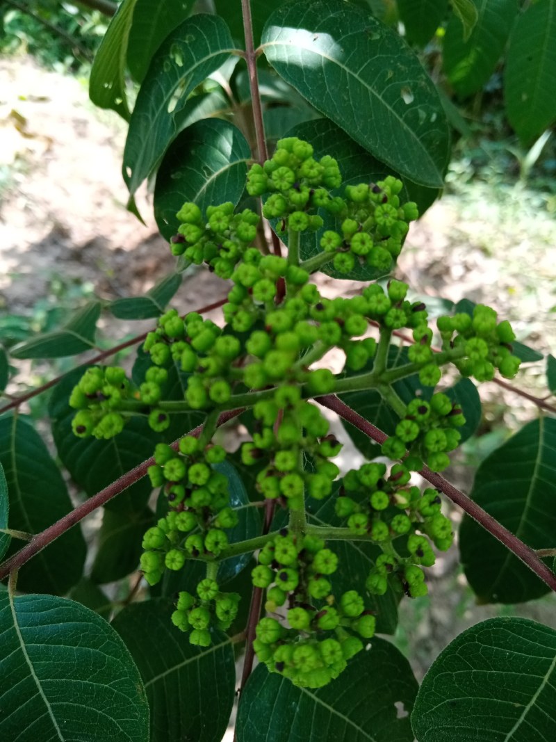 吴茱萸中花统全干无杂