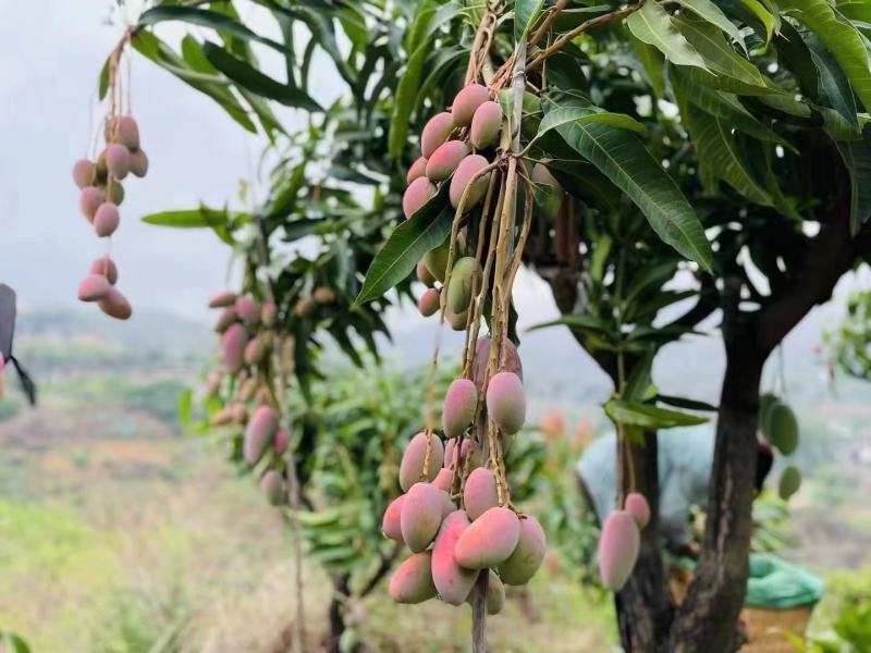 贵妃芒果大量批发，一件代发皮质优良口感香甜爆汁