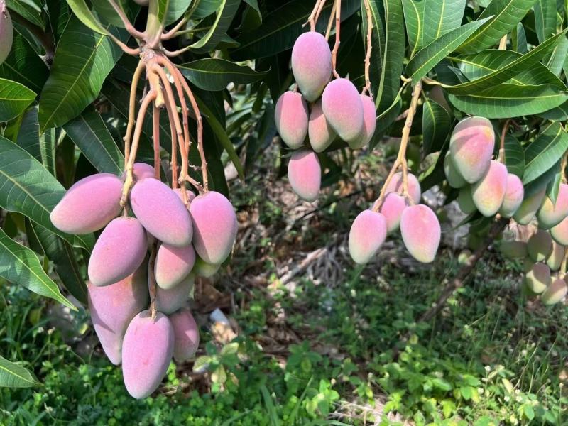 贵妃芒果大量批发，一件代发皮质优良口感香甜爆汁