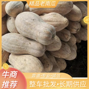 盘龙204南瓜基地直供一手货源保质保量视频看货