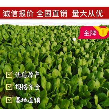常年大量供应太和油菜，上海青电商，档口，食品厂欢迎致电咨
