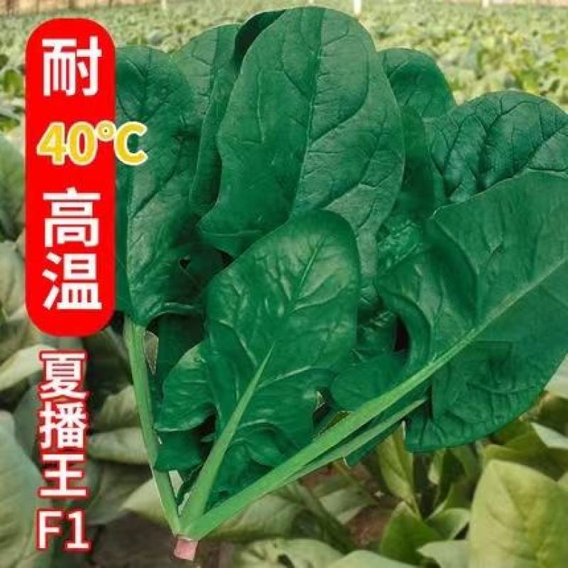 墨玉抗热菠菜种子进囗品种耐抽苔叶色深绿抗霜霉病能力