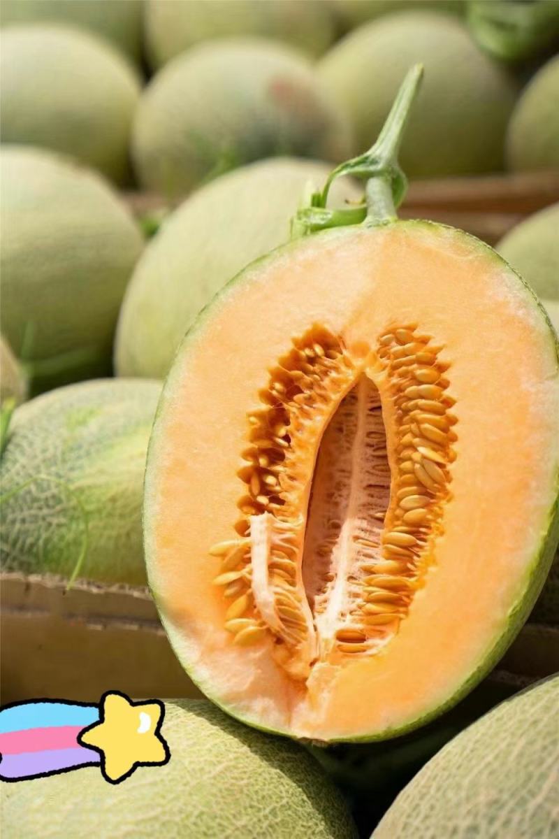 新疆哈密瓜
