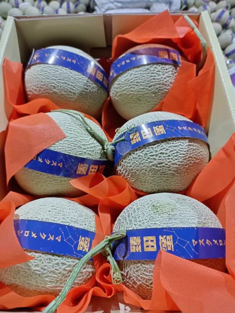 新疆哈密瓜