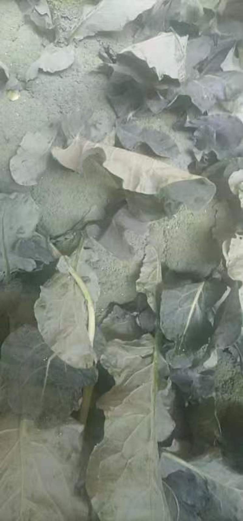 西兰花大量有货，一手货源，产地直销需要的老板联系我！
