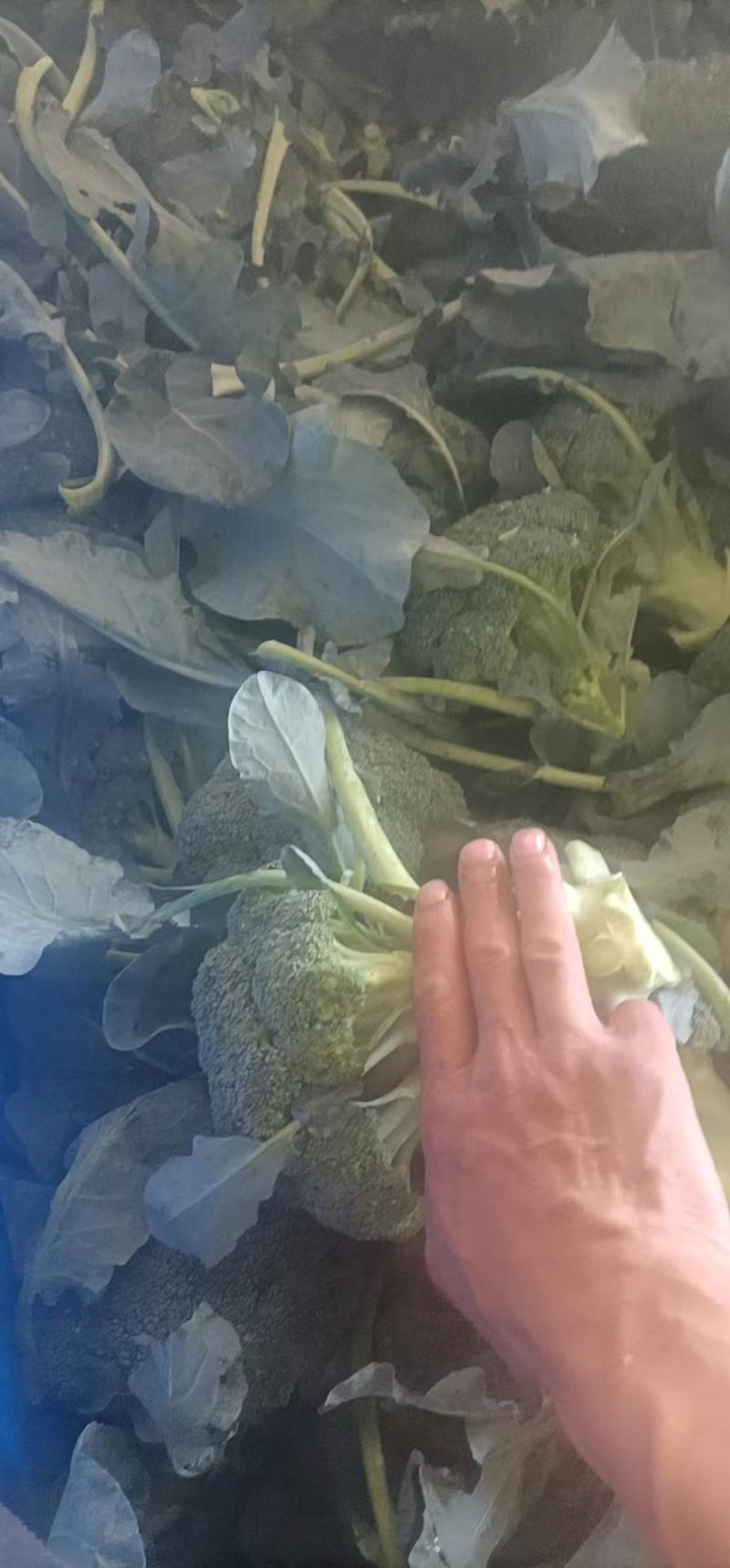 西兰花大量有货，一手货源，产地直销需要的老板联系我！
