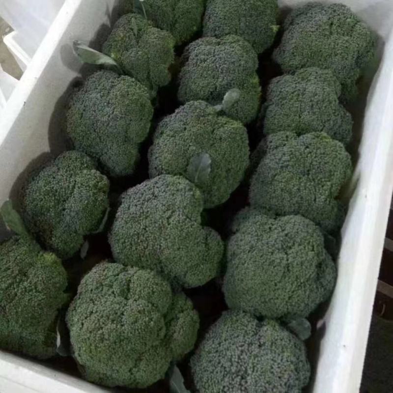 西兰花大量有货，一手货源，产地直销需要的老板联系我！