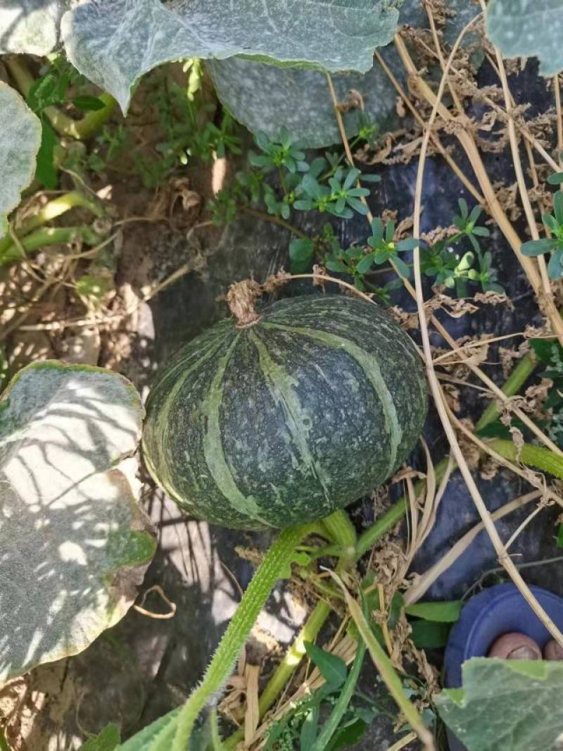 内蒙古乌兰察布四子王旗板栗南瓜贝贝南瓜电商平台