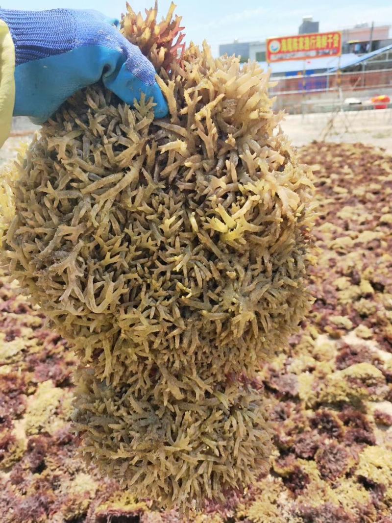 麒麟菜