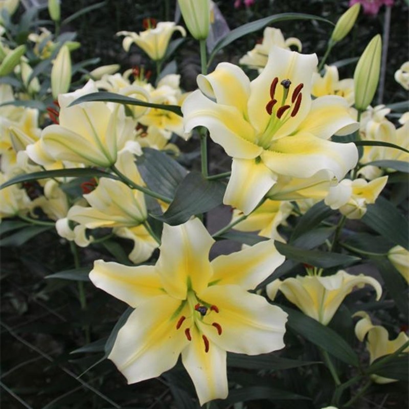百合种球香水百合花种子球四季盆栽室内绿植物庭院花园阳台花