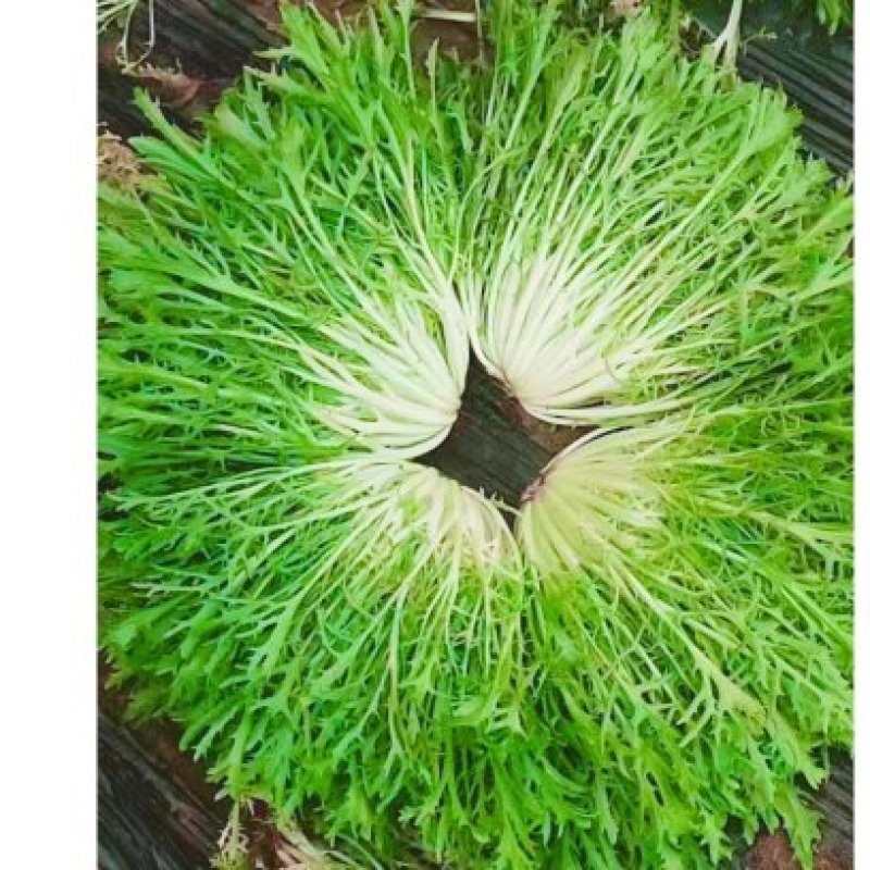 辽宁新民精品菊花苦菊，产地直发全国。对接平台商超市场