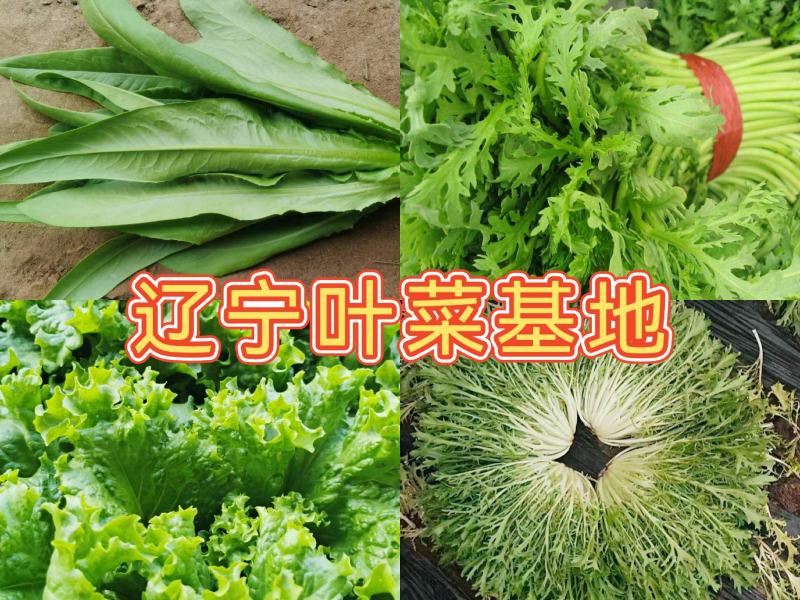 辽宁新民精品菊花苦菊，产地直发全国。对接平台商超市场