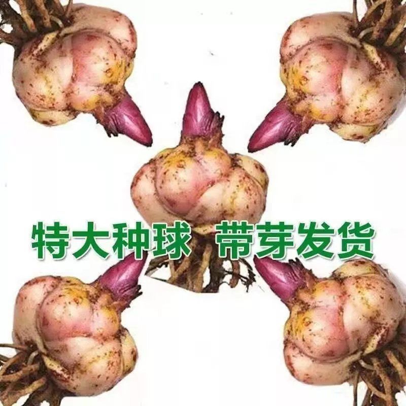 百合种球香水百合花种子球四季盆栽室内绿植物庭院花园阳台花