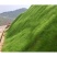 百喜草种子道路护坡水土保持草籽公路堤坝绿化草坪