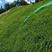 百喜草种子道路护坡水土保持草籽公路堤坝绿化草坪