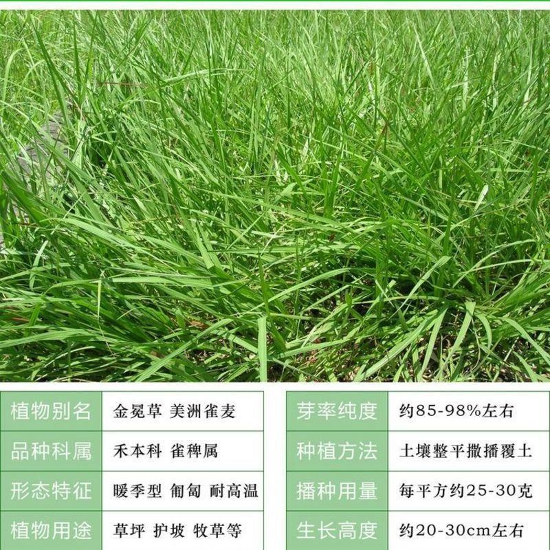 百喜草种子道路护坡水土保持草籽公路堤坝绿化草坪