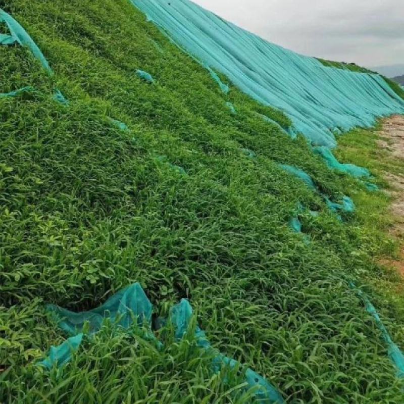 百喜草种子道路护坡水土保持草籽公路堤坝绿化草坪