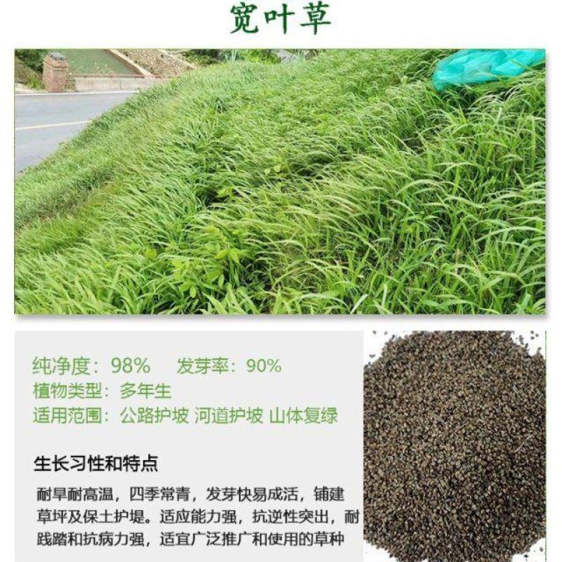 百喜草种子道路护坡水土保持草籽公路堤坝绿化草坪