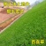 百喜草种子道路护坡水土保持草籽公路堤坝绿化草坪