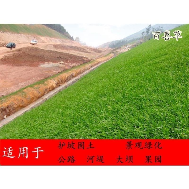 百喜草种子道路护坡水土保持草籽公路堤坝绿化草坪