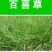 百喜草种子道路护坡水土保持草籽公路堤坝绿化草坪