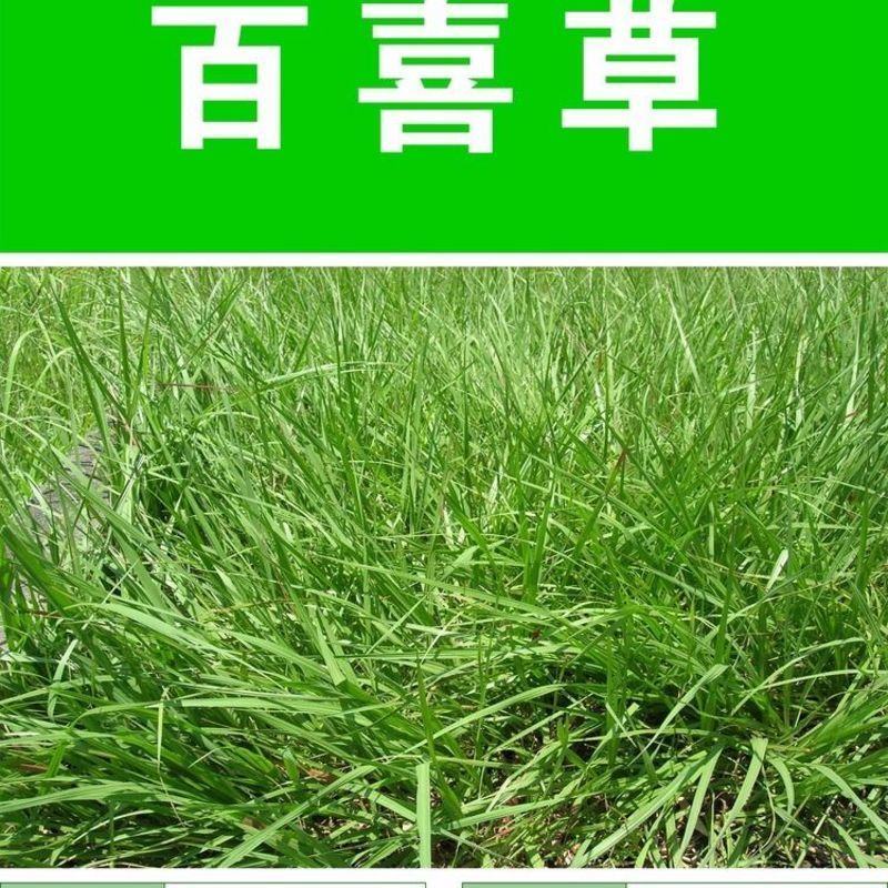 百喜草种子道路护坡水土保持草籽公路堤坝绿化草坪
