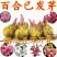 百合种球香水百合花种子球四季盆栽室内绿植物庭院花园阳台花