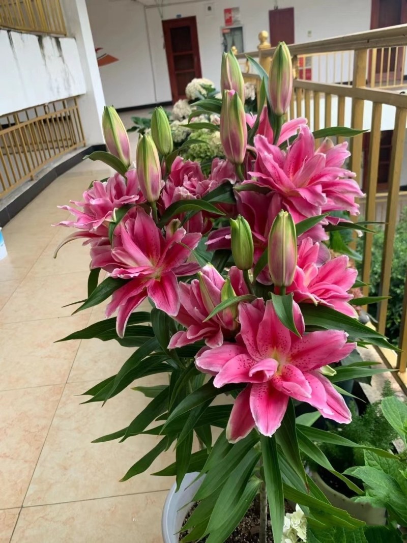 百合种球香水百合花种子球四季盆栽室内绿植物庭院花园阳台花