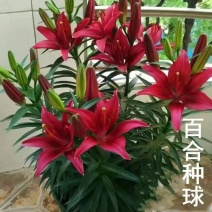 进口香水百合花种球浓香型耐寒四季开花盆栽室内外易活带芽种