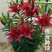 进口香水百合花种球浓香型耐寒四季开花盆栽室内外易活带芽种
