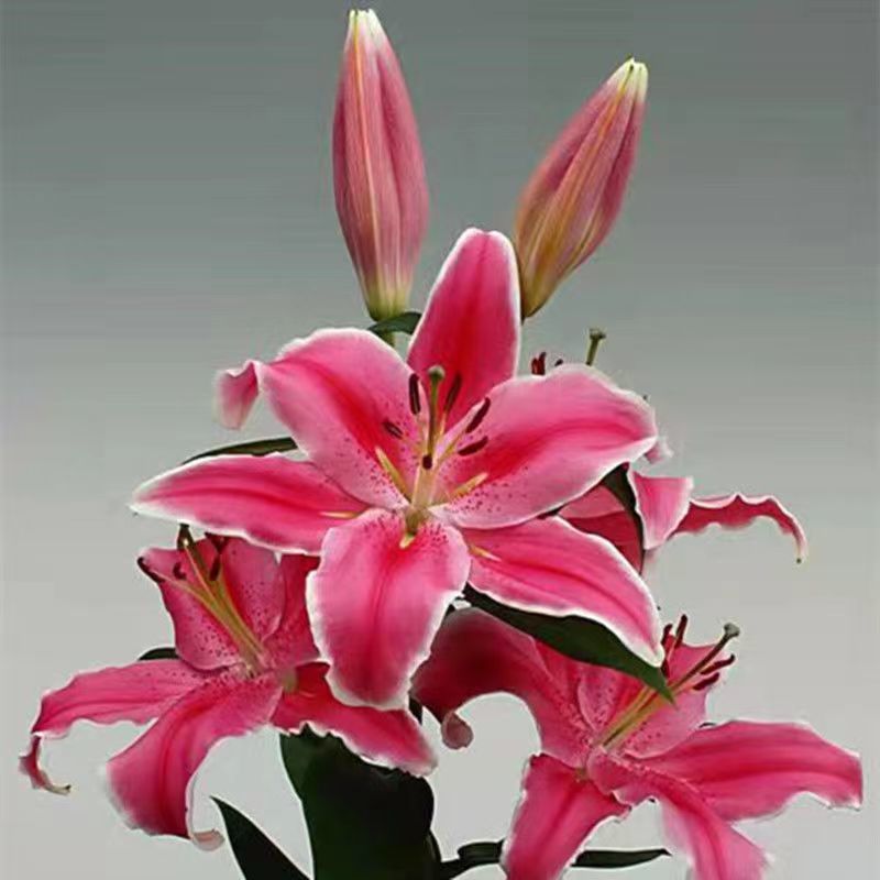 进口香水百合花种球浓香型耐寒四季开花盆栽室内外易活带芽种