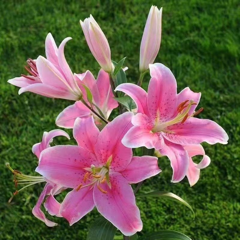 进口香水百合花种球浓香型耐寒四季开花盆栽室内外易活带芽种